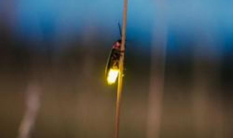 A firefly climbs a blade of grass with it's abdomen glowing
