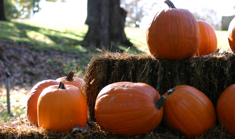 A bunch of pumpkins sit atop a tired stack of hay bales