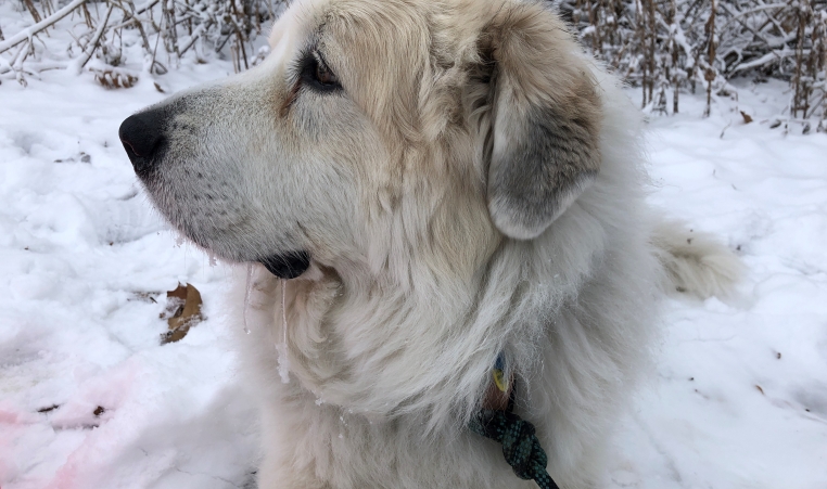 A Great Pyrenees named Caspian lounges in the snow