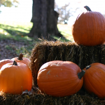 A bunch of pumpkins sit atop a tired stack of hay bales