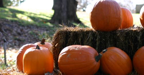 A bunch of pumpkins sit atop a tired stack of hay bales